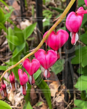 "Bleeding Heart" Print