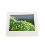 Botanical Card Pack