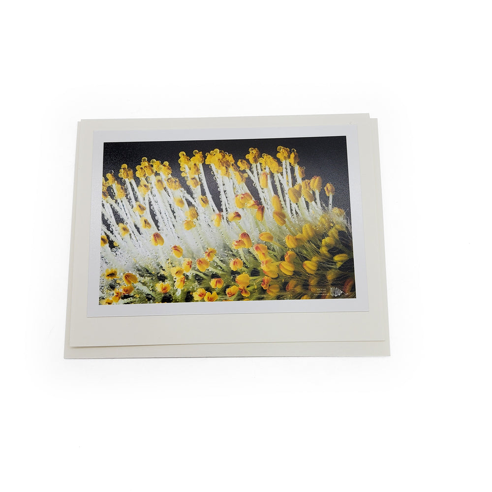 Botanical Card Pack