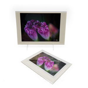 Morning Glory NY Single Card