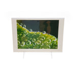 Macro Honeysuckle Leaf Single Card