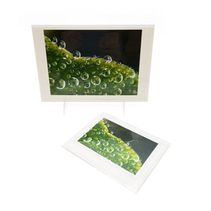 Macro Honeysuckle Leaf Single Card