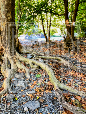 "Ithaca Gorge Trail" Print