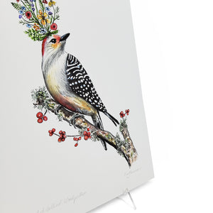 "Red Bellied Woodpecker" Print