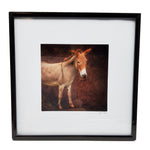 &quot;Sweet Dee the Donkey&quot; Framed Print
