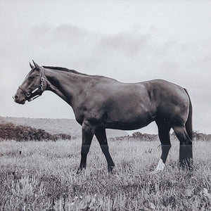 "Blaze the Horse" Framed Print