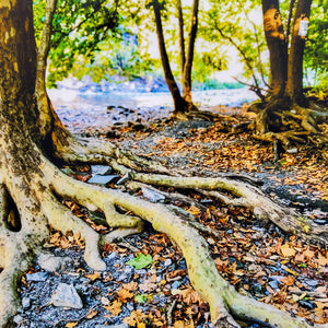 "Ithaca Gorge Trail" Print