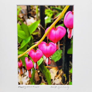 "Bleeding Heart" Print