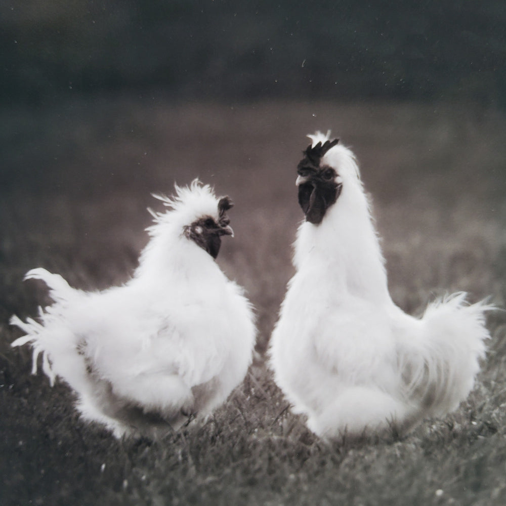 "Two Silkies" Matted Print