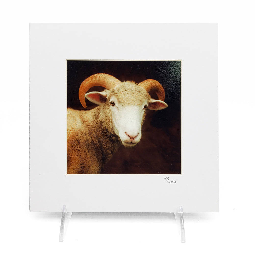 &quot;Yearling Horned Dorset&quot; Matted Print