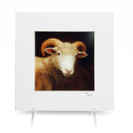 &quot;Yearling Horned Dorset&quot; Matted Print