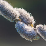 Pussywillow Buds 8 X 10