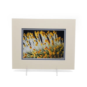 Pussywillow Flower 8 X 10
