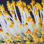 Pussywillow Flower 8 X 10