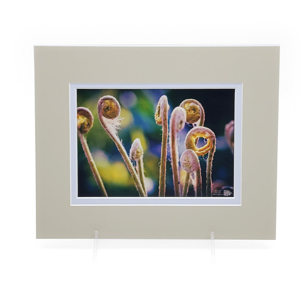Fiddlehead Ferns