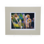 Fiddlehead Ferns