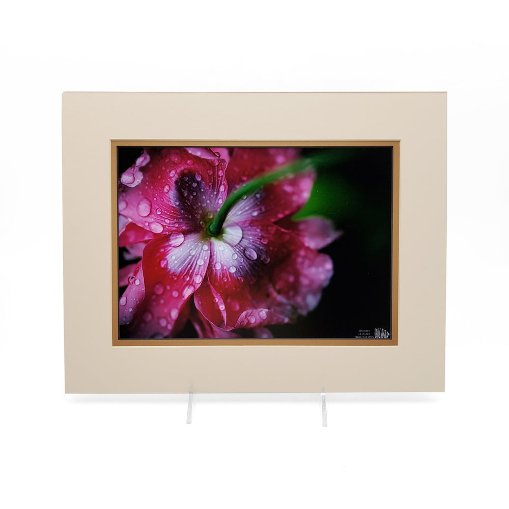 Poppy Flower 11 X 14
