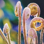 Fiddlehead Ferns 8 X 10