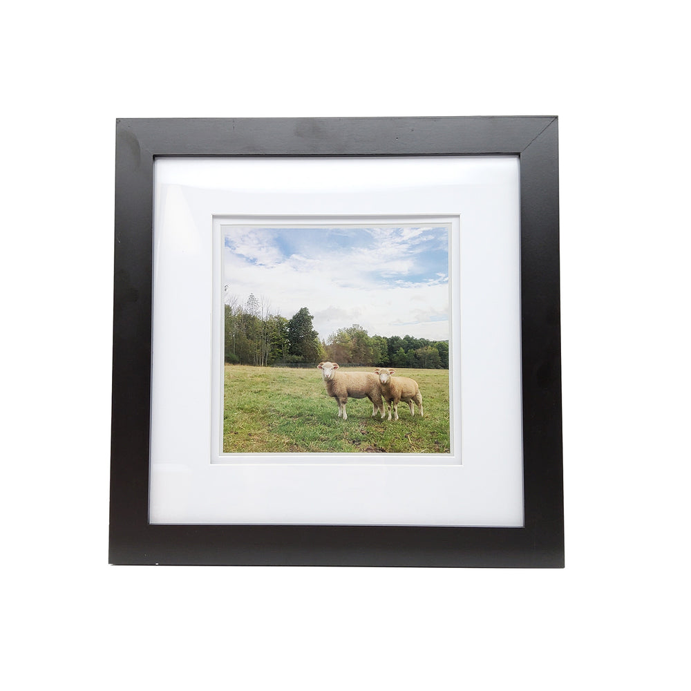 Framed Sheep Print