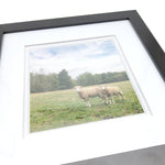 "Sheep" Framed Print