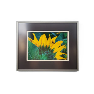 Framed Sunflower and Bumblebee Print